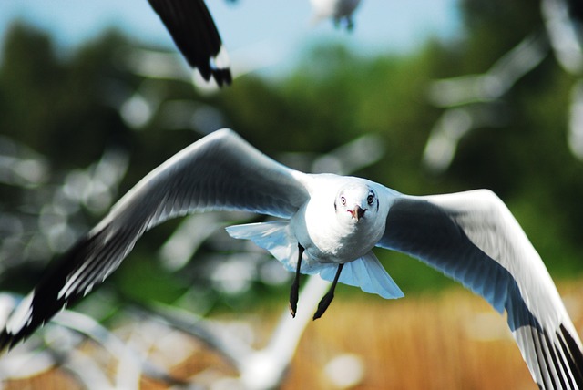 Måge, Fugl, Hav, Natur, Dyr, Flyve