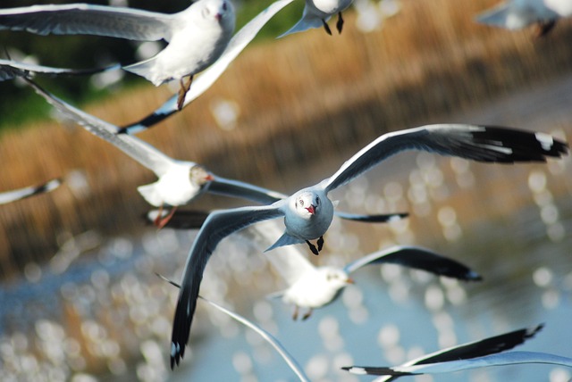 Måge, Fugl, Hav, Natur, Dyr, Flyve