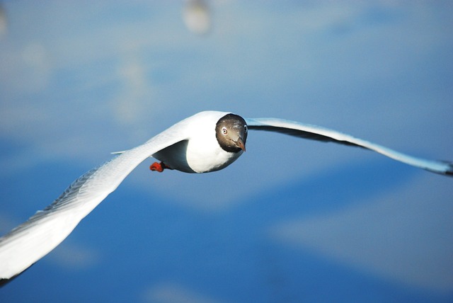 Måge, Fugl, Hav, Natur, Dyr, Flyve