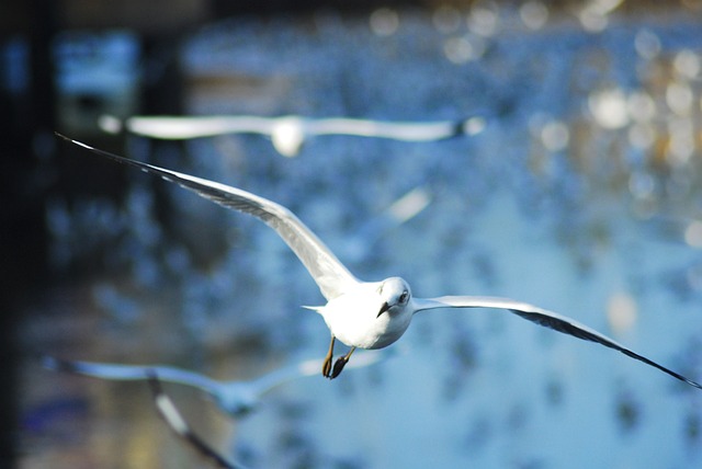 Måge, Fugl, Hav, Natur, Dyr, Flyve