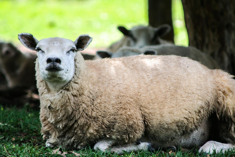 Free photo Sheep, Animal, Wool Free Image on Pixabay 528523