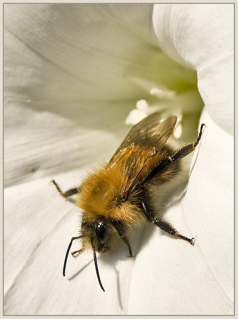 Free Bee Nature photo and picture