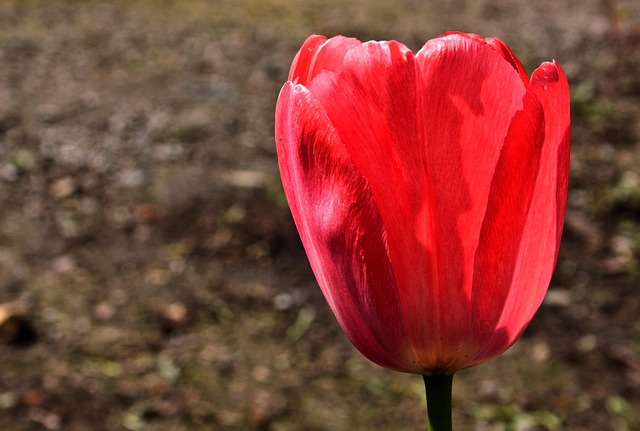 Free Tulip Flower Background photo and picture