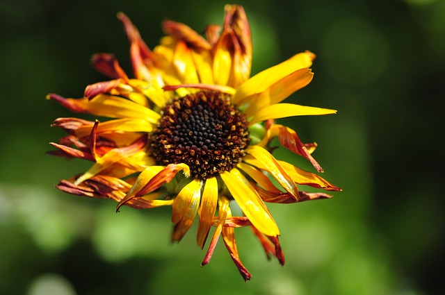 Free Flower Green photo and picture