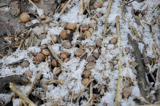 Free Snow Snails photo and picture