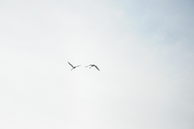 Free Swans Heaven photo and picture