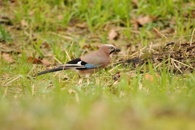 Free Jay Bird photo and picture