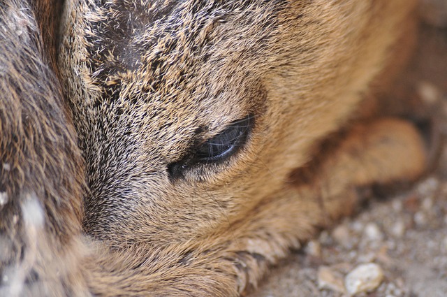 Free Fawn Young photo and picture