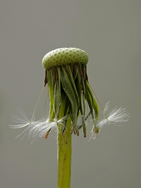 Free Dandelion Nature photo and picture