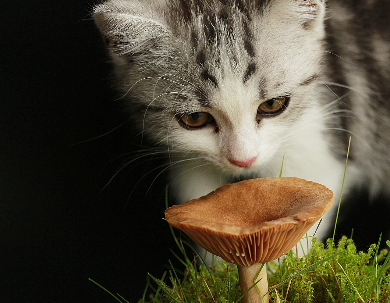 Cat Playful Cute Domestic Free photo on Pixabay Pixabay