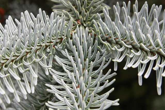 Free Fir Branch Fir Tree photo and picture