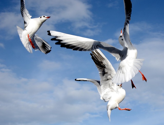 Seagulls Battle Dispute - Free photo on Pixabay - Pixabay