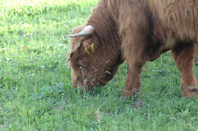 Free Cow Beef photo and picture