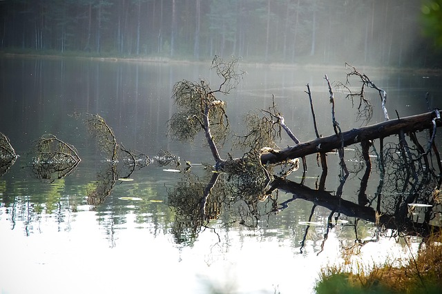 Natureza, Floresta, Lago, Finlândia