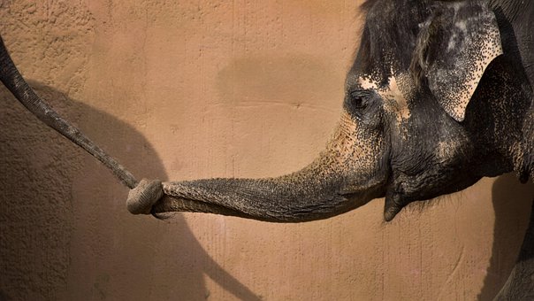 Slon, Sloni, Zoo, Afrika
