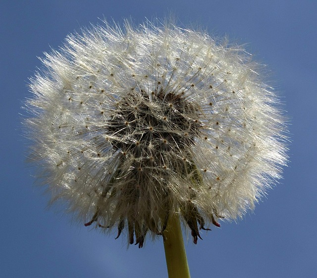 Free Dandelion Nature photo and picture
