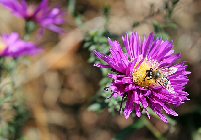 Blomst, Bi, Blomstre, Blomst Baggrund