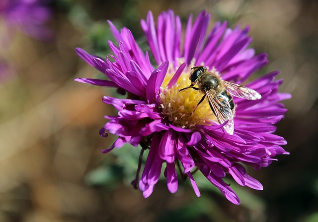 Blomst, Bi, Blomstre, Lilla