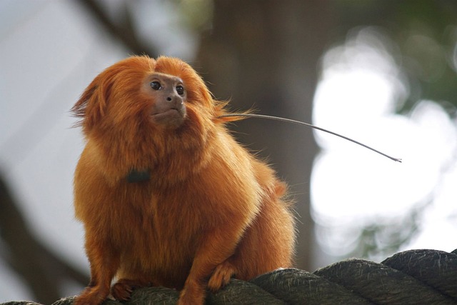 Free Monkey Tamarin photo and picture