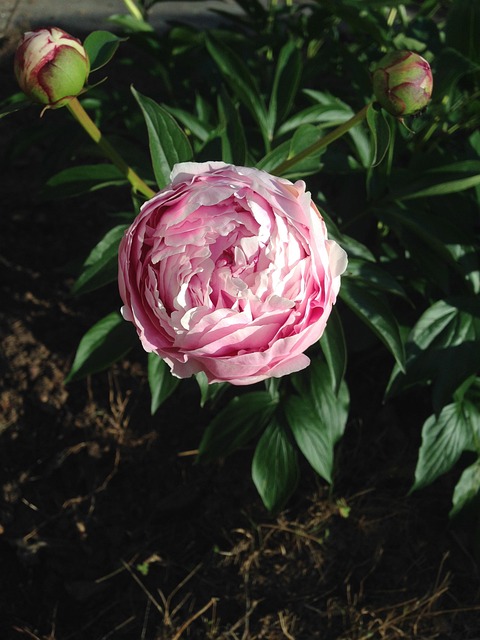 Free Peony Pink photo and picture