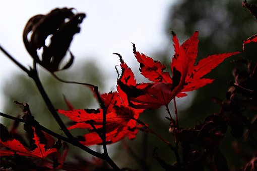 Free Pointed-Leaved Maple Autumn Leaves photo and picture