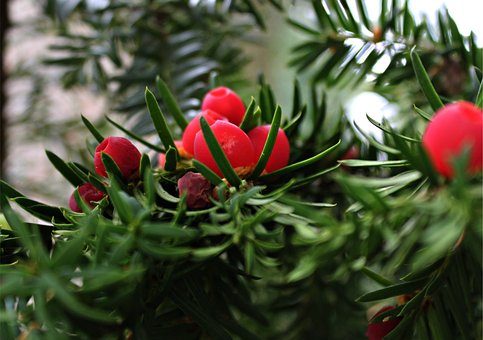 Free Yew Tree photo and picture