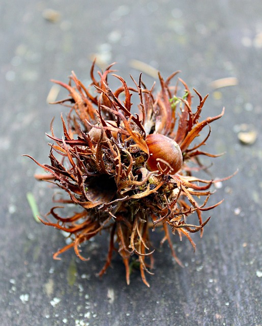 Free Nut Tree Fruit photo and picture