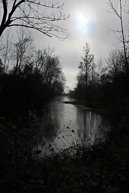 Free Fog Day Stream photo and picture