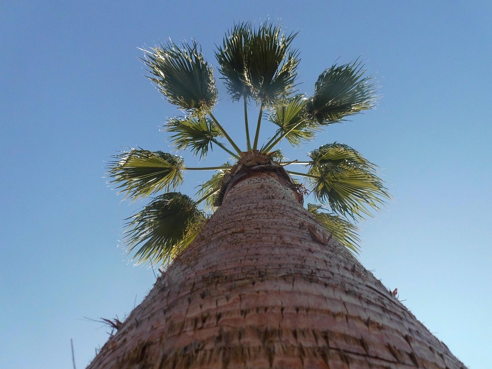 Palm Tree Tribe Heaven - Free photo on Pixabay - Pixabay