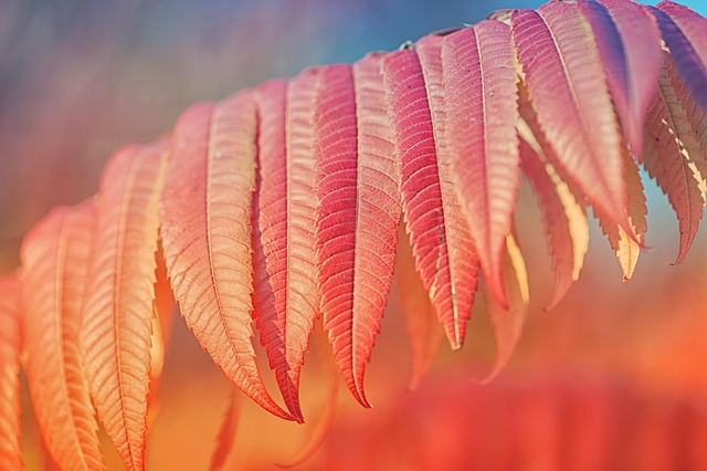 Free Leaves Plant photo and picture
