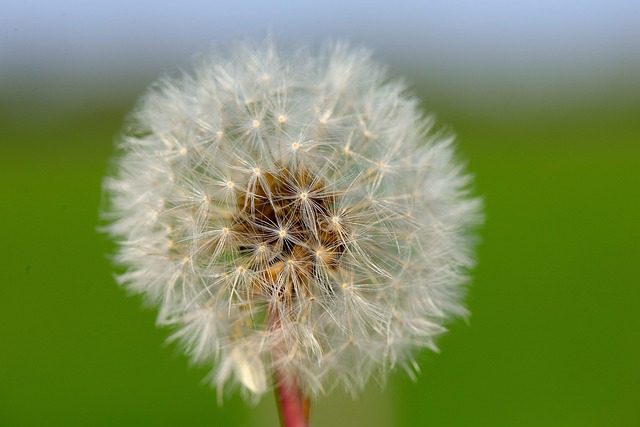 Dente-De-Leão, Natureza, Flor, Sementes