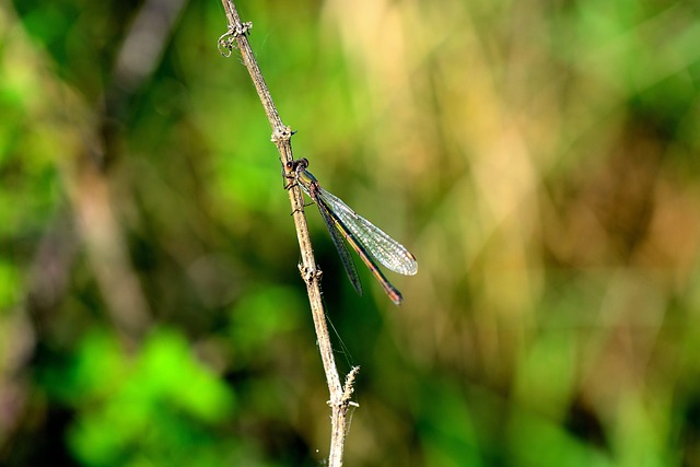 Libélula, Insetos, Inseto Voador, Animal