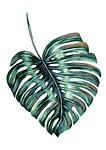 tamarind leaves, leaves, tropical