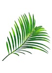 tamarind leaves, leaves, tropical