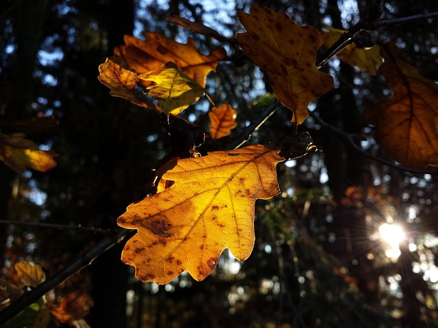 Free Beech Tree Nature photo and picture