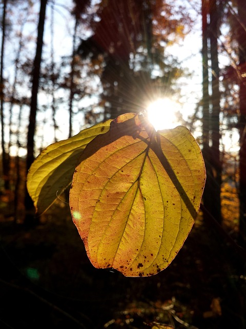 Free Forest Nature photo and picture