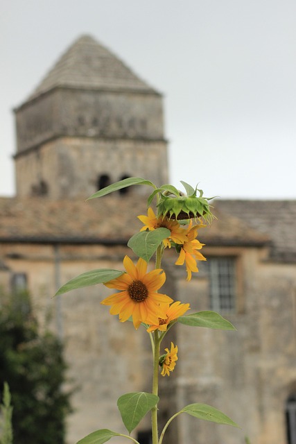 Free Sunflowers St Remy photo and picture