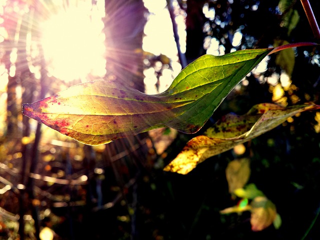 Free Forest Leaf photo and picture