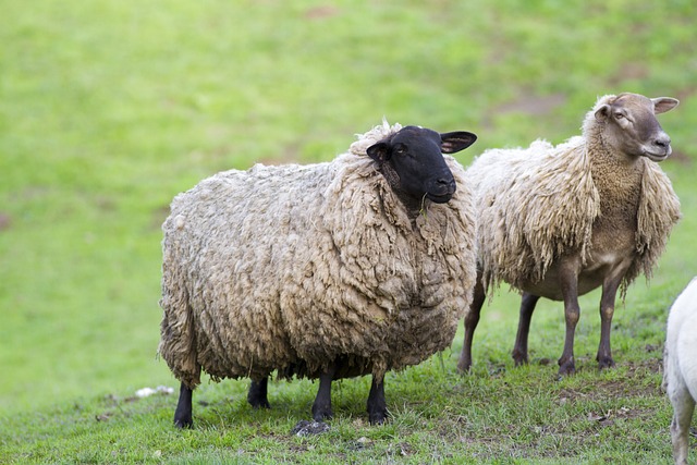 Schafe, Wolle, Fell, Nutztier, Herde