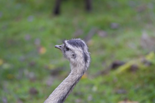 Vogelstrauß, Nandu, Laufvogel, Strauß