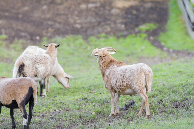 Ziegen, Bauernhof, Ziegenbock, Hausziege