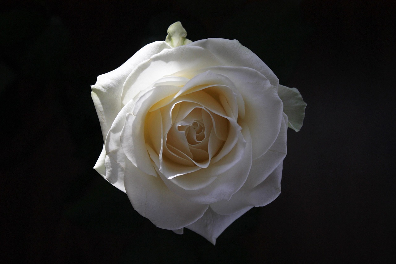 Rose Fleur Blanc Reine Des - Photo gratuite sur Pixabay - Pixabay