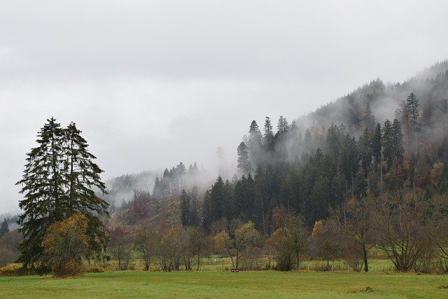 Efterår, Tåge, Skov, Humør, Træ