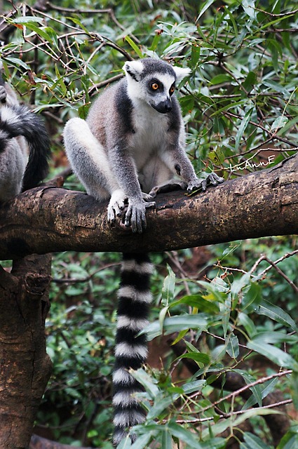 Free Lemur Animal photo and picture