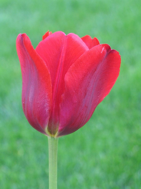 Tulp, Gras, De Lente, Rood, Bloom, Lente