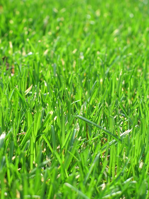 Gras, Groente, Gazon, Maaien, Groei