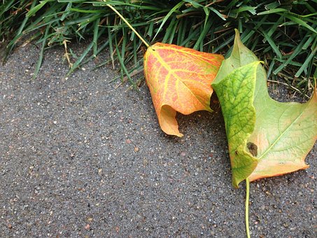 Bladeren, Val, Herfst, Seizoen, Oranje