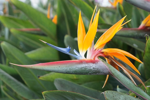 Free Bird Of Paradise Flower Flower photo and picture