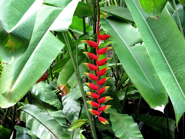 Free Red Banana photo and picture