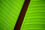green, leaf, plant
